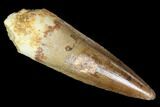 Spinosaurus Tooth - Real Dinosaur Tooth #89533-1